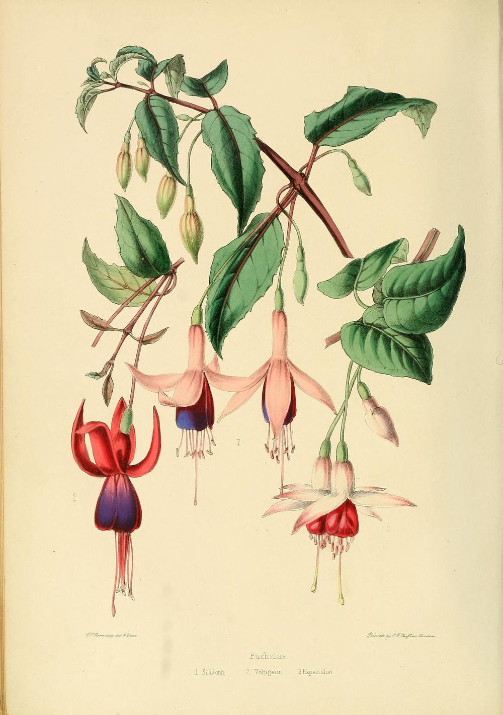 Фуксия золотистая Botanical